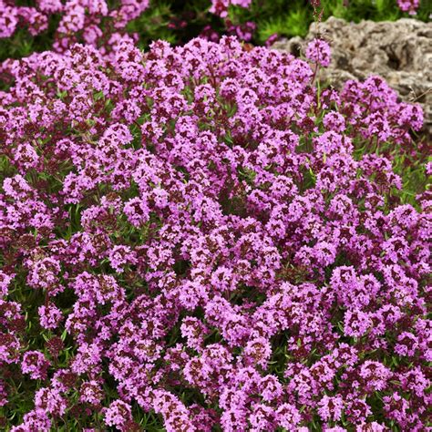 Transport Your Garden to a Magical Realm with Carpeting Thyme Seeds